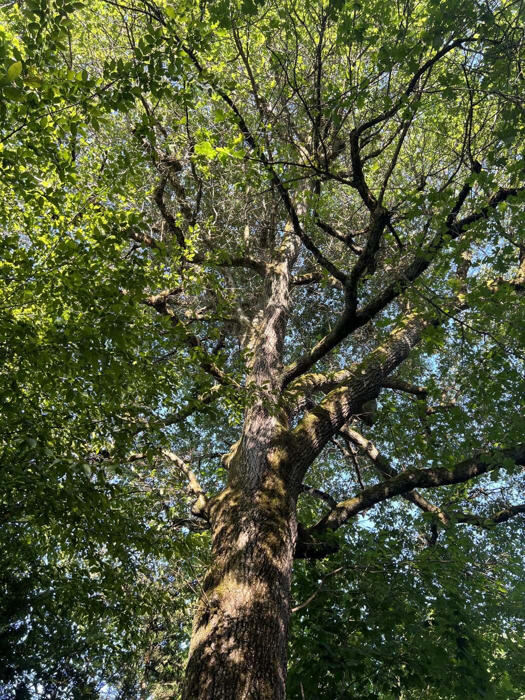 Sous-bois genevois